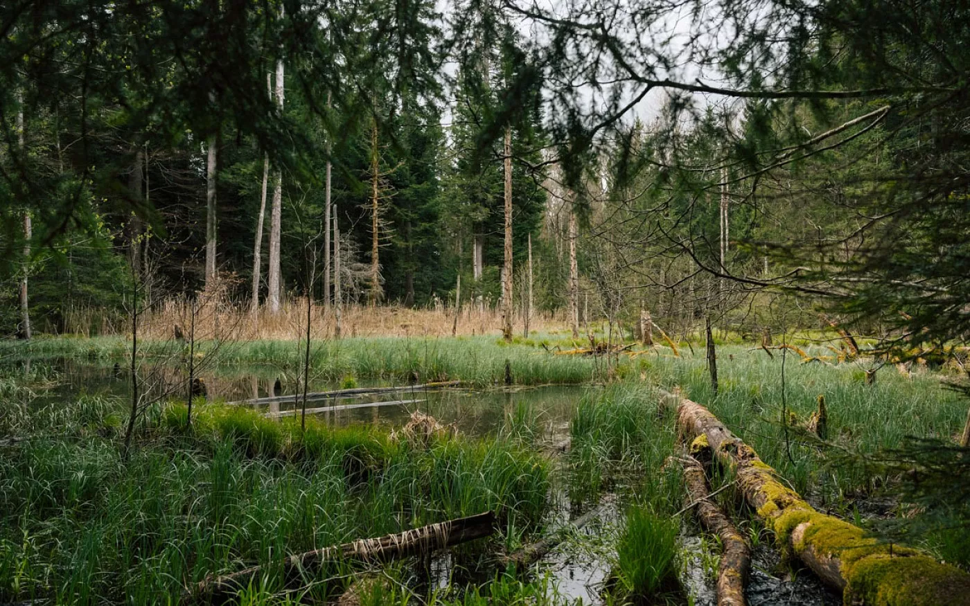 Img_64b99fbe75f68f8479fecaafcb685b96 Jorat Mangez-moi